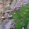 2 silene acaulis